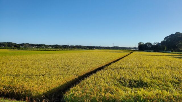 田んぼの写真